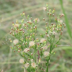 Erigeron bonariensis (Flaxleaf Fleabane) at Blue Gum Point to Attunga Bay - 15 Jan 2022 by ConBoekel