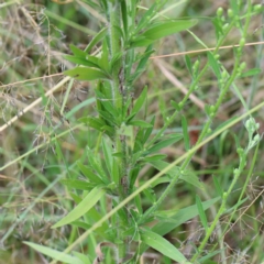 Erigeron bonariensis at Yarralumla, ACT - 16 Jan 2022