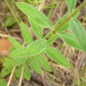 Pimelea linifolia at Tennent, ACT - 10 Jan 2022