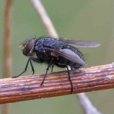 Calliphora vicina (European bluebottle) at Yarralumla, ACT - 15 Jan 2022 by ConBoekel