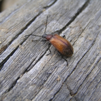 Ecnolagria grandis (Honeybrown beetle) at Tennent, ACT - 11 Jan 2022 by MatthewFrawley