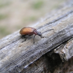 Ecnolagria grandis at Tennent, ACT - 11 Jan 2022 09:06 AM