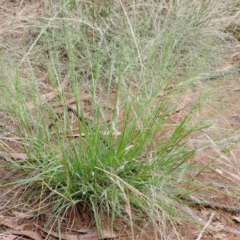 Panicum effusum (Hairy Panic Grass) at Blue Gum Point to Attunga Bay - 15 Jan 2022 by ConBoekel