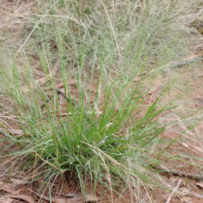 Panicum effusum (Hairy Panic Grass) at Lake Burley Griffin West - 15 Jan 2022 by ConBoekel