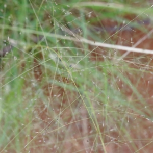 Panicum effusum at Yarralumla, ACT - 16 Jan 2022