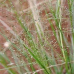 Panicum effusum at Yarralumla, ACT - 16 Jan 2022