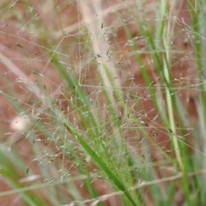 Panicum effusum at Yarralumla, ACT - 16 Jan 2022