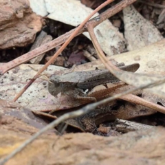 Cryptobothrus chrysophorus (Golden Bandwing) at Blue Gum Point to Attunga Bay - 15 Jan 2022 by ConBoekel