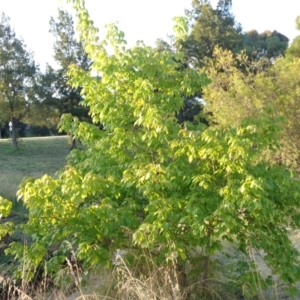 Acer negundo at Banks, ACT - 16 Jan 2022