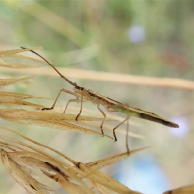 Mutusca brevicornis (A broad-headed bug) at Aranda Bushland - 12 Jan 2022 by CathB