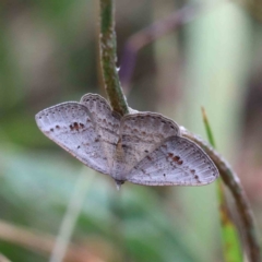 Casbia pallens (Pale Casbia) at Blue Gum Point to Attunga Bay - 15 Jan 2022 by ConBoekel