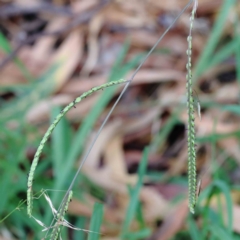 Paspalum dilatatum (Paspalum) at Blue Gum Point to Attunga Bay - 15 Jan 2022 by ConBoekel