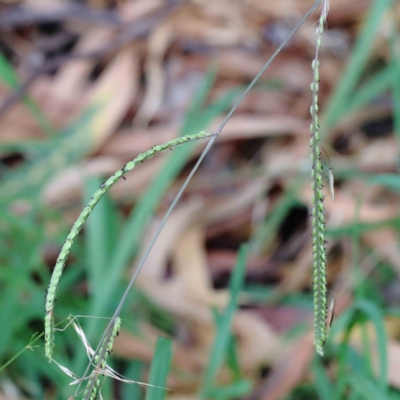 Paspalum dilatatum (Paspalum) at Blue Gum Point to Attunga Bay - 15 Jan 2022 by ConBoekel