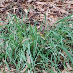 Paspalum dilatatum at Yarralumla, ACT - 16 Jan 2022 10:22 AM