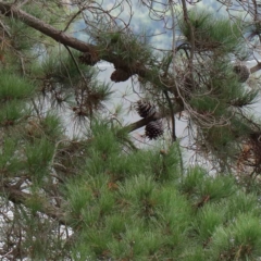 Pinus radiata (Monterey or Radiata Pine) at Yarralumla, ACT - 15 Jan 2022 by ConBoekel