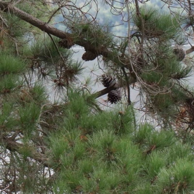 Pinus radiata (Monterey or Radiata Pine) at Yarralumla, ACT - 16 Jan 2022 by ConBoekel