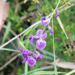 Glycine tabacina (Variable Glycine) at Lake Burley Griffin West - 15 Jan 2022 by ConBoekel