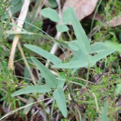 Glycine tabacina at Yarralumla, ACT - 16 Jan 2022