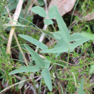 Glycine tabacina at Yarralumla, ACT - 16 Jan 2022 10:59 AM