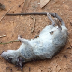 Rattus rattus (Black Rat) at Lake Burley Griffin West - 15 Jan 2022 by ConBoekel