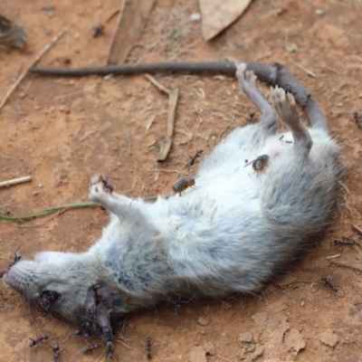 Rattus rattus (Black Rat) at Yarralumla, ACT - 15 Jan 2022 by ConBoekel