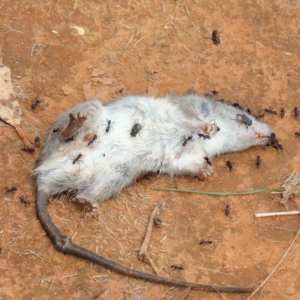 Rattus rattus at Yarralumla, ACT - 16 Jan 2022