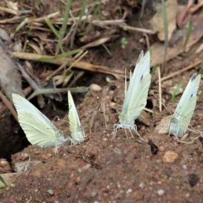 Pieris rapae (Cabbage White) at Aranda Bushland - 8 Jan 2022 by CathB