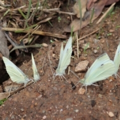 Pieris rapae at Molonglo Valley, ACT - 8 Jan 2022