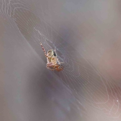 Araneinae (subfamily) (Orb weaver) at Blue Gum Point to Attunga Bay - 15 Jan 2022 by ConBoekel