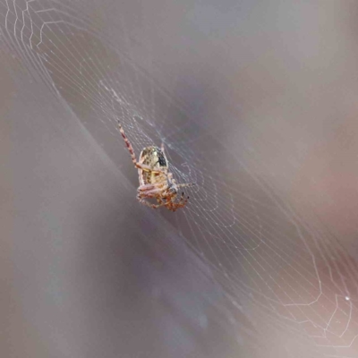 Araneinae (subfamily) (Orb weaver) at Yarralumla, ACT - 15 Jan 2022 by ConBoekel