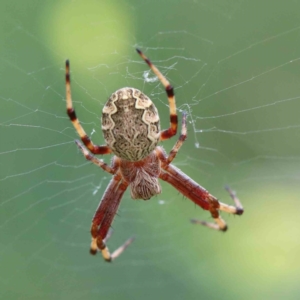 Araneus hamiltoni at Yarralumla, ACT - 16 Jan 2022