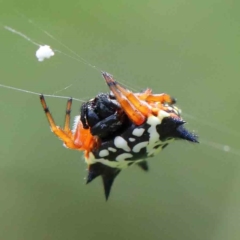 Austracantha minax (Christmas Spider, Jewel Spider) at Lake Burley Griffin West - 15 Jan 2022 by ConBoekel
