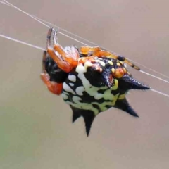 Austracantha minax at Yarralumla, ACT - 16 Jan 2022