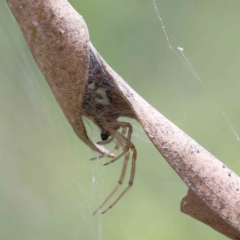 Phonognatha graeffei (Leaf Curling Spider) at Lake Burley Griffin West - 15 Jan 2022 by ConBoekel