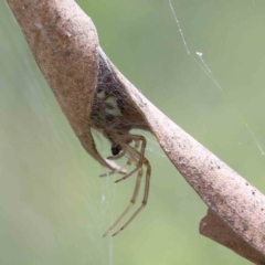 Unidentified Spider (Araneae) (TBC) at Yarralumla, ACT - 15 Jan 2022 by ConBoekel