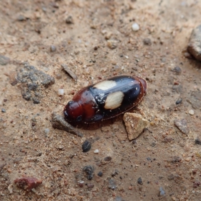 Sphallomorpha ruficollis (A ground beetle) at Molonglo Valley, ACT - 8 Jan 2022 by CathB