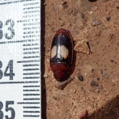 Sphallomorpha ruficollis at Molonglo Valley, ACT - 8 Jan 2022