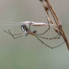 Leucauge dromedaria (Silver dromedary spider) at Yarralumla, ACT - 15 Jan 2022 by ConBoekel