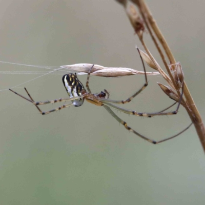 Leucauge dromedaria (Silver dromedary spider) at Lake Burley Griffin West - 15 Jan 2022 by ConBoekel