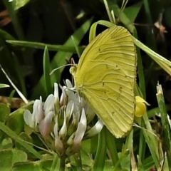 Eurema smilax (Small Grass-yellow) at ANBG - 17 Jan 2022 by JohnBundock