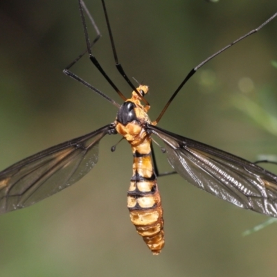Leptotarsus (Leptotarsus) clavatus (A crane fly) at Acton, ACT - 16 Jan 2022 by TimL