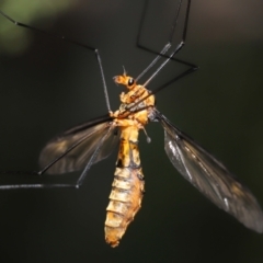 Leptotarsus (Leptotarsus) clavatus at Acton, ACT - 16 Jan 2022