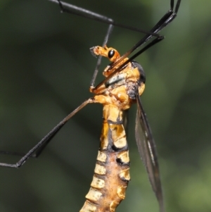 Leptotarsus (Leptotarsus) clavatus at Acton, ACT - 16 Jan 2022