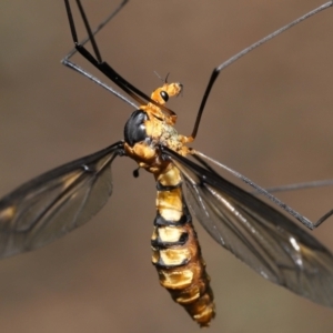 Leptotarsus (Leptotarsus) clavatus at Acton, ACT - 16 Jan 2022