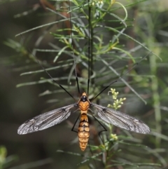 Leptotarsus (Leptotarsus) clavatus at Acton, ACT - 16 Jan 2022