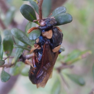 Perga sp. (genus) at Stromlo, ACT - 17 Jan 2022