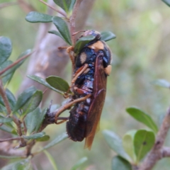 Perga sp. (genus) at Stromlo, ACT - 17 Jan 2022 02:32 PM