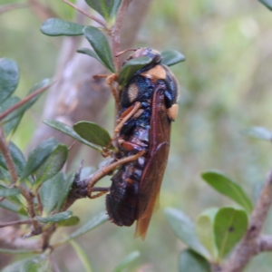 Perga sp. (genus) at Stromlo, ACT - 17 Jan 2022