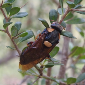 Perga sp. (genus) at Stromlo, ACT - 17 Jan 2022