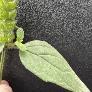 Prunella vulgaris at Northangera, NSW - 17 Jan 2022 03:33 PM